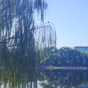 QY柒月