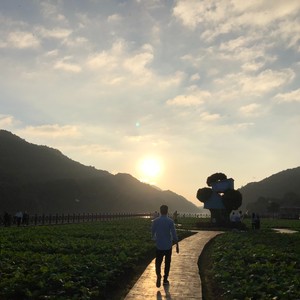 莉莉爱作曲