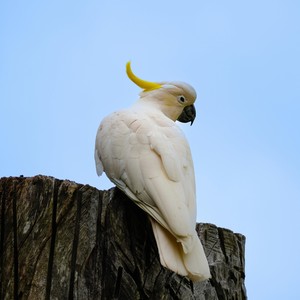 河星晶莹