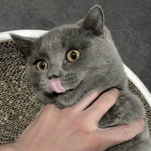 连山雀