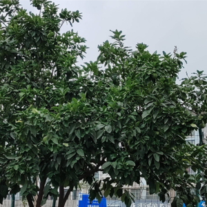 LKLB 刘波