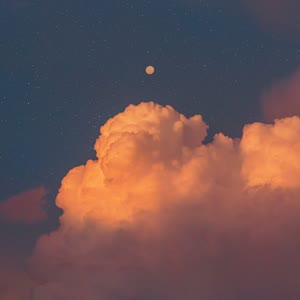 陈星茶